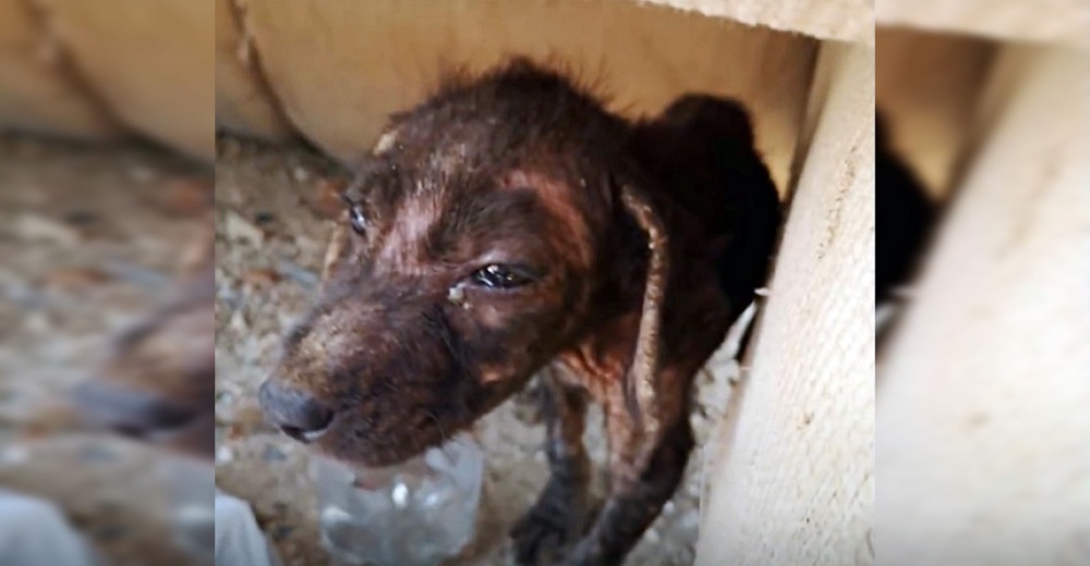 Abandonada gravemente herida apenas pudo asomar la cabecita afuera de la caja para pedir ayuda Abandonada gravemente herida apenas pudo asomar la cabecita afuera de la caja para pedir ayuda