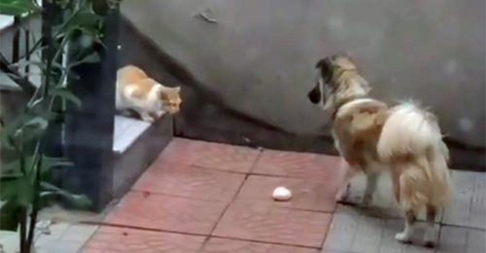 Captan a un perro solidario regalándole su comida al gatito callejero que encontró en el patio