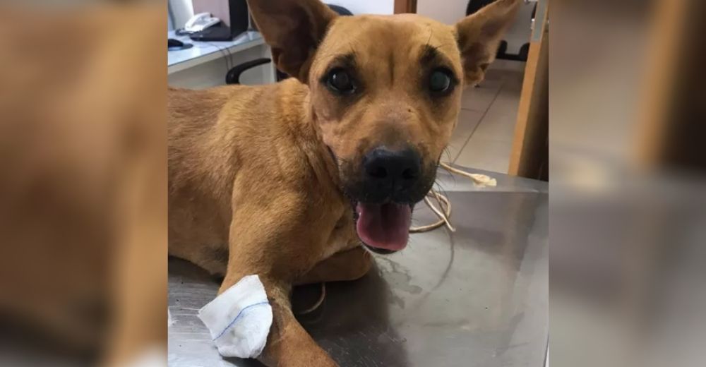 Buscan hogar para el perrito que casi pierde la vida por «molestar» a un vecino Buscan hogar para el perrito que casi pierde la vida por «molestar» a un vecino