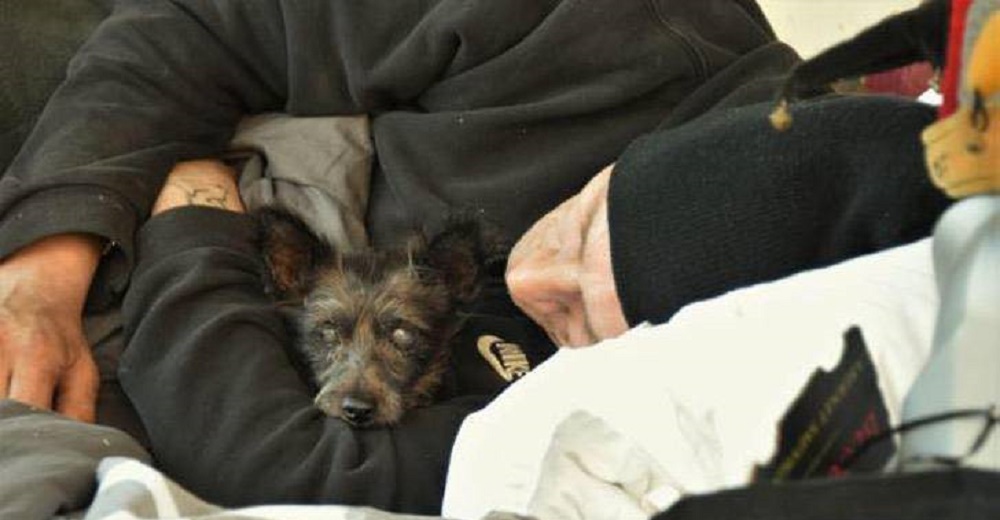 Hombre sin hogar, roto de dolor, ofrece 300 dólares para recuperar a su perrita robada