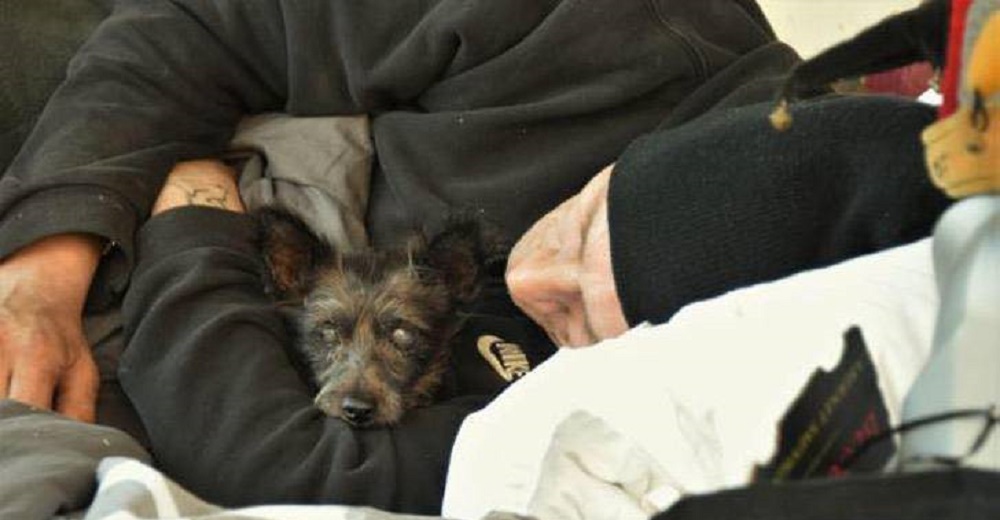 Hombre sin hogar, roto de dolor, ofrece 300 dólares para recuperar a su perrita robada Hombre sin hogar, roto de dolor, ofrece 300 dólares para recuperar a su perrita robada