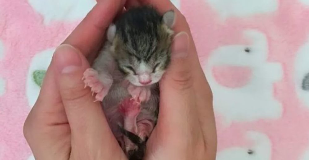 La gata con dedos extra que rescataron a punto de morir logra recuperarse de lo peor La gata con dedos extra que rescataron a punto de morir logra recuperarse de lo peor