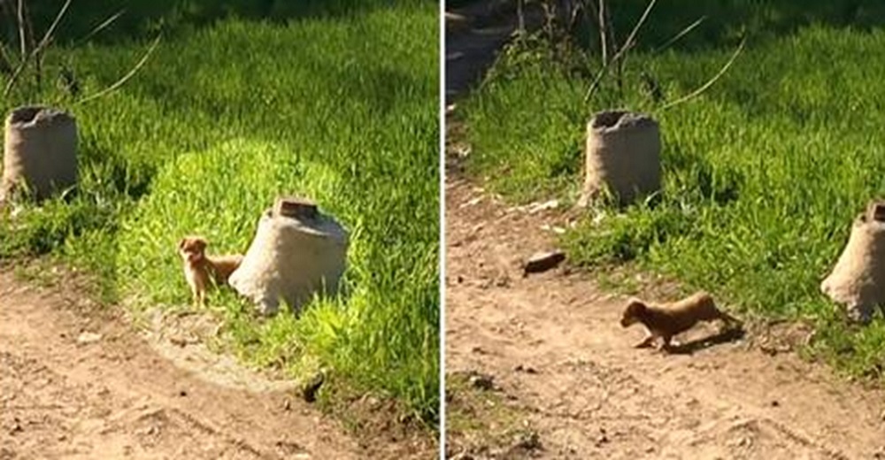 Cachorrito diminuto escondido detrás de un arbusto ve a sus héroes y les suplica que lo sigan