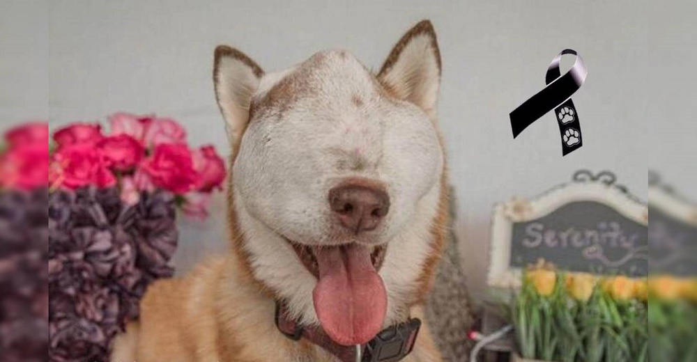 Muere Serenity, la feliz perrita que luchó hasta el final a pesar de su enorme tumor incurable