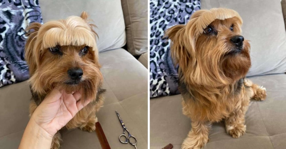 Con la mejor intención decide ella misma cortarle el pelo a su perrito y después se arrepiente