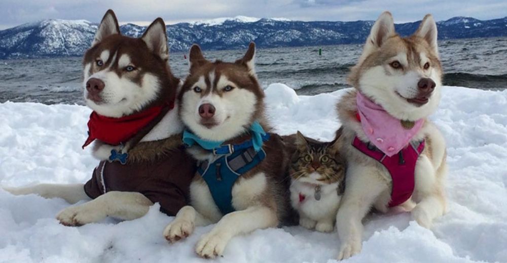 Tres huskies adoptan a una nueva hermanita felina después de salvarla de la muerte Tres huskies adoptan a una nueva hermanita felina después de salvarla de la muerte