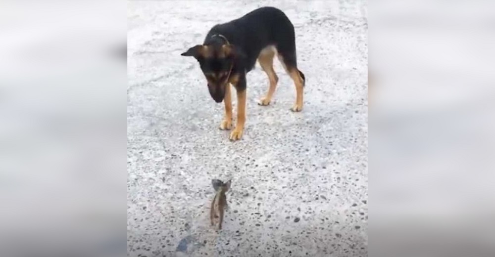 Diminuto gatito callejero se acerca a la perrita de una familia para mendigarle su amor