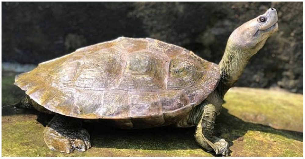 Científicos salvan de la extinción a una rara especie de tortugas que ríen todo el día sin parar