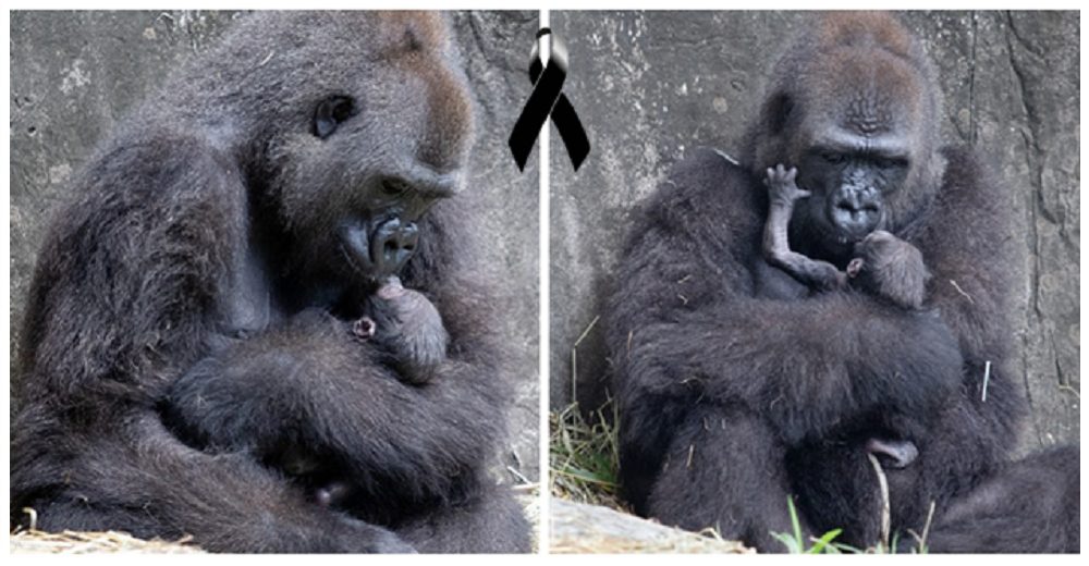 «Te amaré por siempre» – Mamá gorila en peligro se despide de su bebé con un abrazo desgarrador