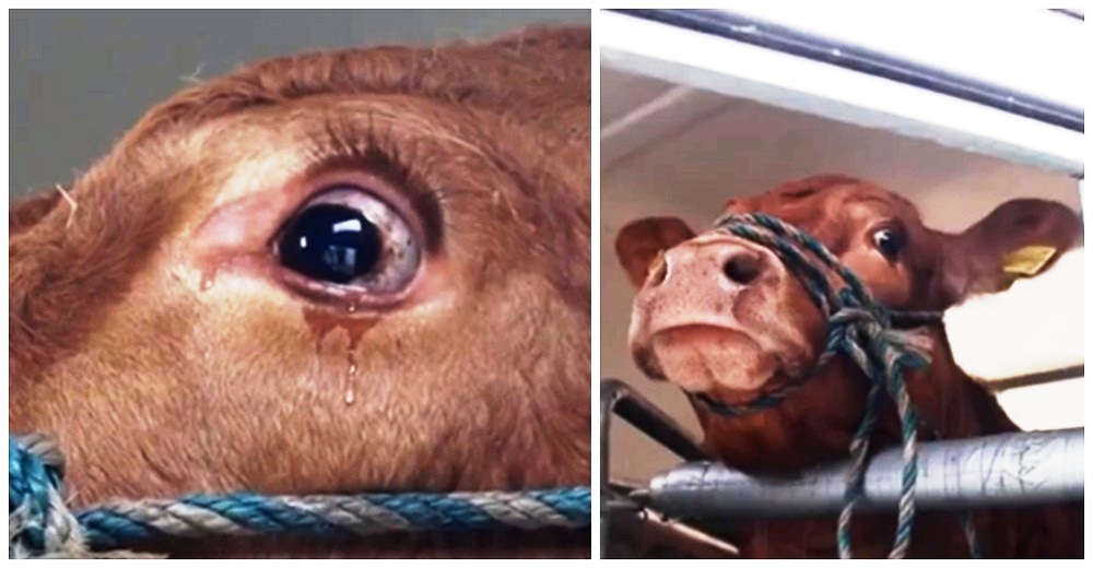 Una vaca que dejó de dar leche llora desconsoladamente pensando que sería trasladada al matadero Una vaca que dejó de dar leche llora desconsoladamente pensando que sería trasladada al matadero