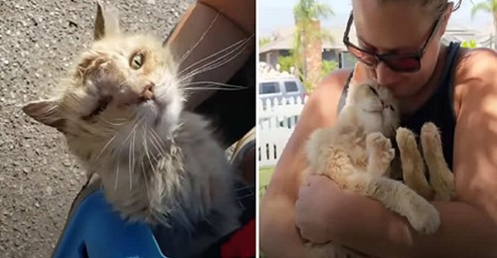 Un pobre gatito es dejado por sus dueños en un estacionamiento en medio de un calor sofocante Un pobre gatito es dejado por sus dueños en un estacionamiento en medio de un calor sofocante