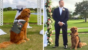 Elige como padrino de su boda al perro que lo ayuda desde que perdió una pierna