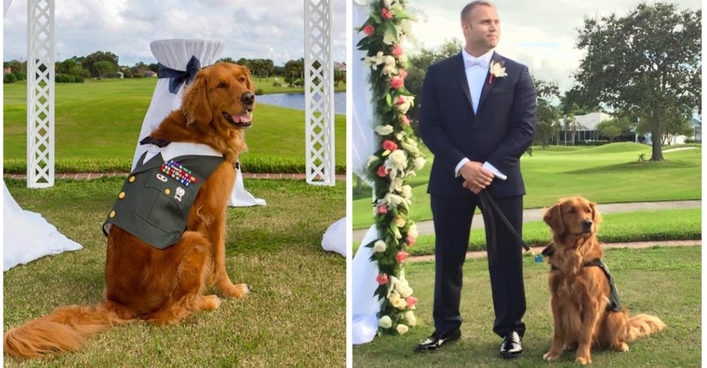 Elige como padrino de su boda al perro que lo ayuda desde que perdió una pierna