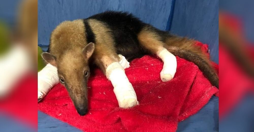 Luchan por salvar a un oso hormiguero que intentó escapar del fuego cuando su hogar se incendió Luchan por salvar a un oso hormiguero que intentó escapar del fuego cuando su hogar se incendió