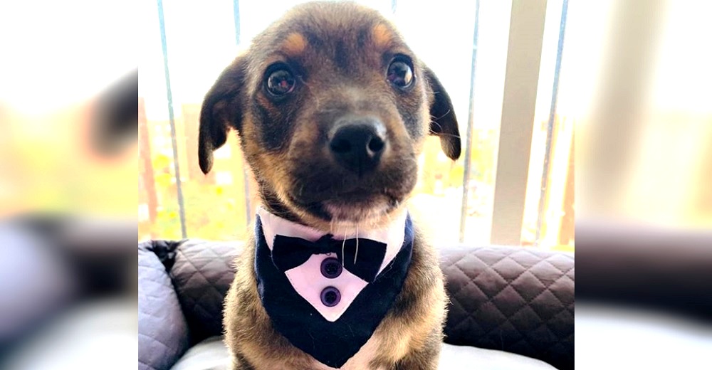 Vicente, el perrito al que dejaron plantado, bañadito y vestido el día de su adopción Vicente, el perrito al que dejaron plantado, bañadito y vestido el día de su adopción