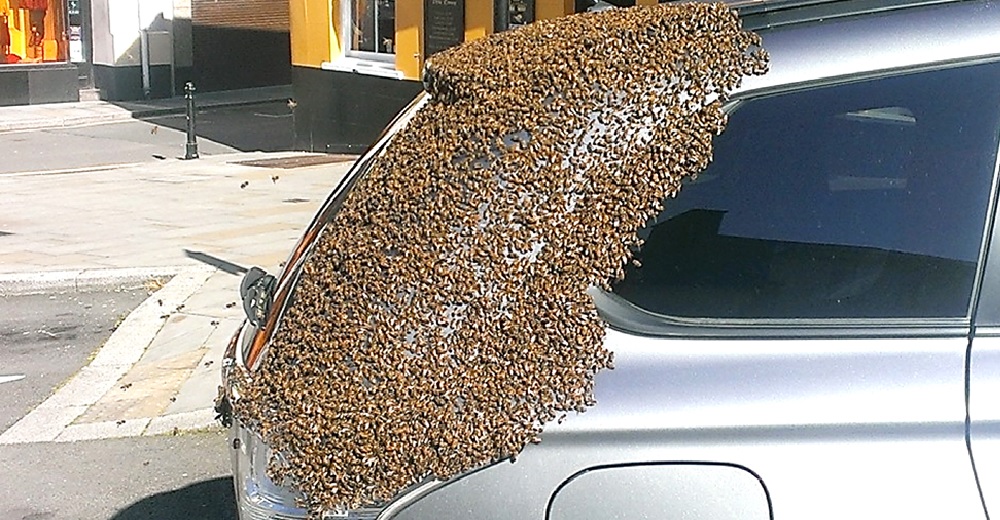 Enjambre de 20.000 abejas persiguen a una mujer en un auto por días y no se dan por vencidas