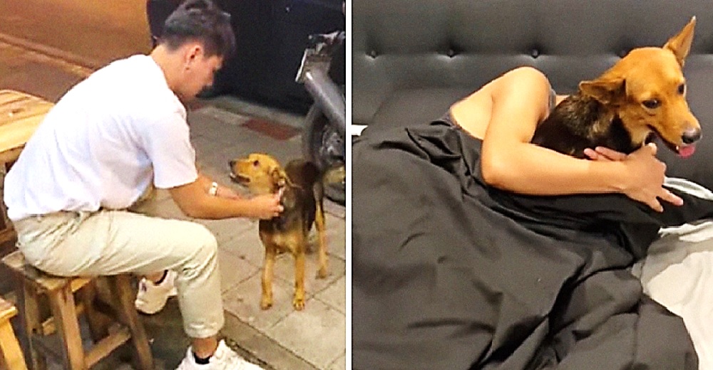 Después de unos tragos un joven despierta atónito al descubrir que adoptó a un perrito callejero Después de unos tragos un joven despierta atónito al descubrir que adoptó a un perrito callejero
