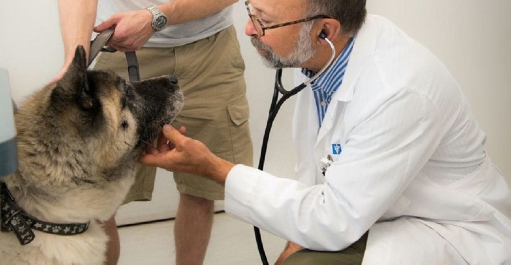 Histórico – El Estado cubrirá todos los gastos de salud de las mascotas de familias sin recursos