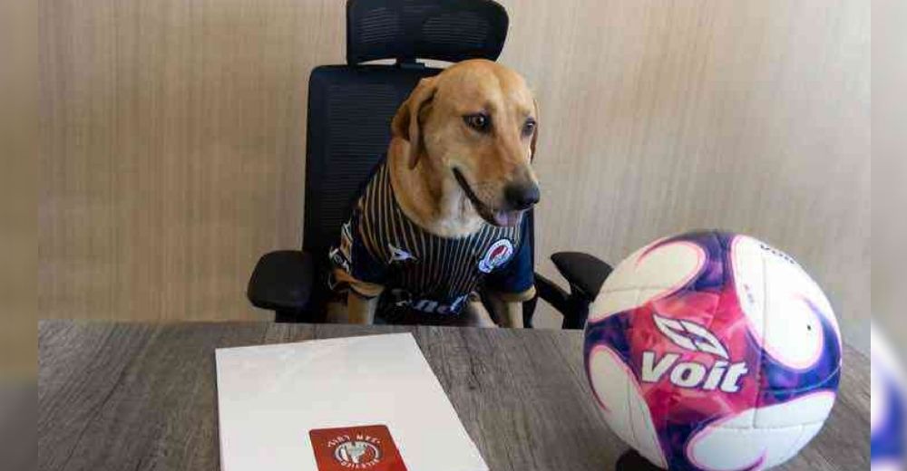 Equipo de fútbol que terminó adoptando una perrita callejera anuncia su contrato de por vida