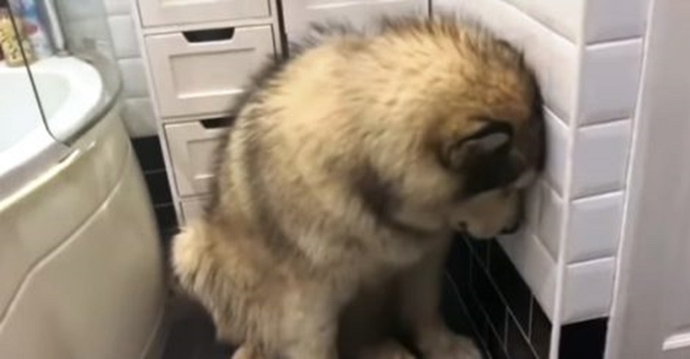 Graban el triste gesto de un perrito en el baño cuando sabe que sus dueños se acercan Graban el triste gesto de un perrito en el baño cuando sabe que sus dueños se acercan