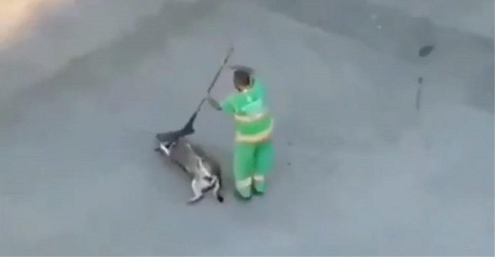 Graban a un barrendero cuando un perrito sin hogar insistía en estorbarlo en su trabajo