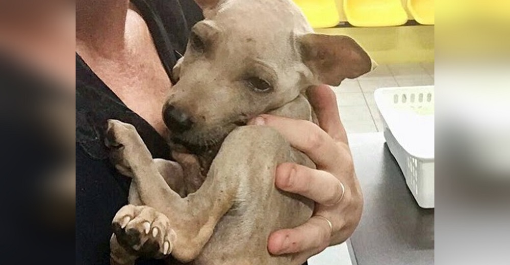 Perrito de la calle aliviado se aferra a su héroe cuando sabe que por fin está a salvo