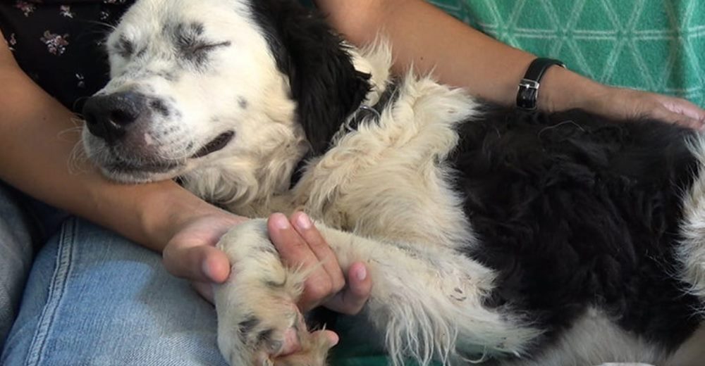 Perrita cierra sus ojos en los brazos de quien intentó salvarle la vida