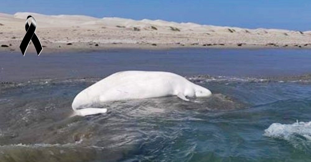 Graban a una beluga que viajó más de 8.000 km para encontrar la muerte