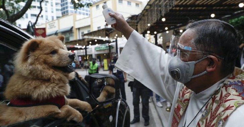 Perritos emocionados son rociados con agua bendita por el cura en el Día Mundial de los Animales Perritos emocionados son rociados con agua bendita por el cura en el Día Mundial de los Animales