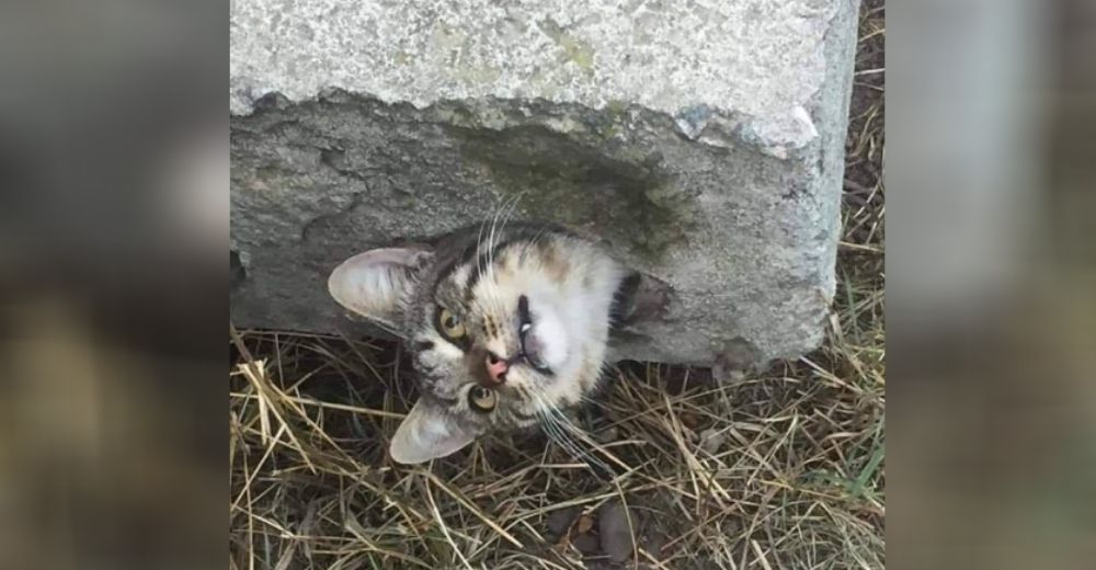 Gatito acaba en el peor apuro en un bloque de cemento, con su mirada mostraba su arrepentimiento