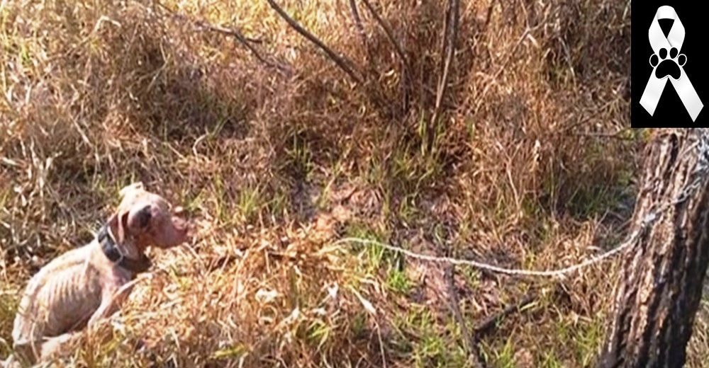 El drama del perro que luchó hasta el final tras ser atado a un árbol durante 2 días bajo el sol El drama del perro que luchó hasta el final tras ser atado a un árbol durante 2 días bajo el sol