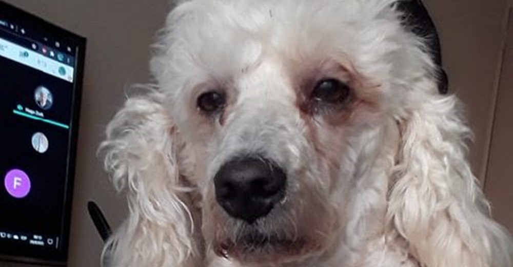 Perrito termina con ojeras tras desvelarse dos noches enteras por acompañar a su dueña Perrito termina con ojeras tras desvelarse dos noches enteras por acompañar a su dueña