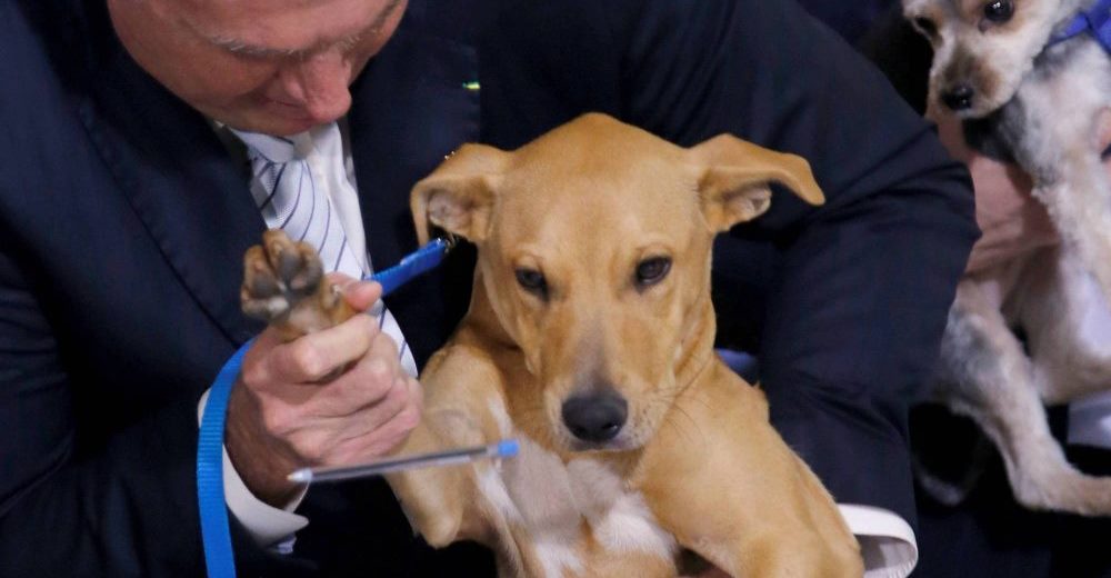 Una nueva ley endurece las penas para quienes maltraten a sus perros o gatos Una nueva ley endurece las penas para quienes maltraten a sus perros o gatos