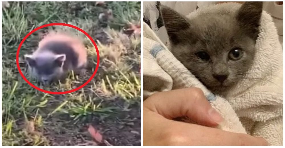 Gatita abandonada corre detrás de una mujer que encontró en el camino, era su única salvación Gatita abandonada corre detrás de una mujer que encontró en el camino, era su única salvación