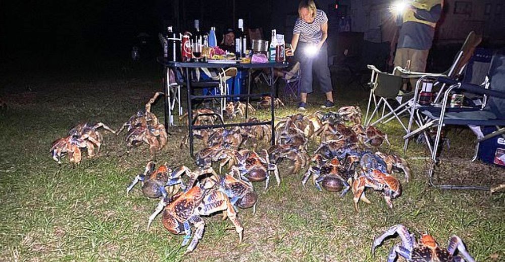 Una familia se ve repentinamente rodeada por más de 50 enormes cangrejos ladrones caníbales