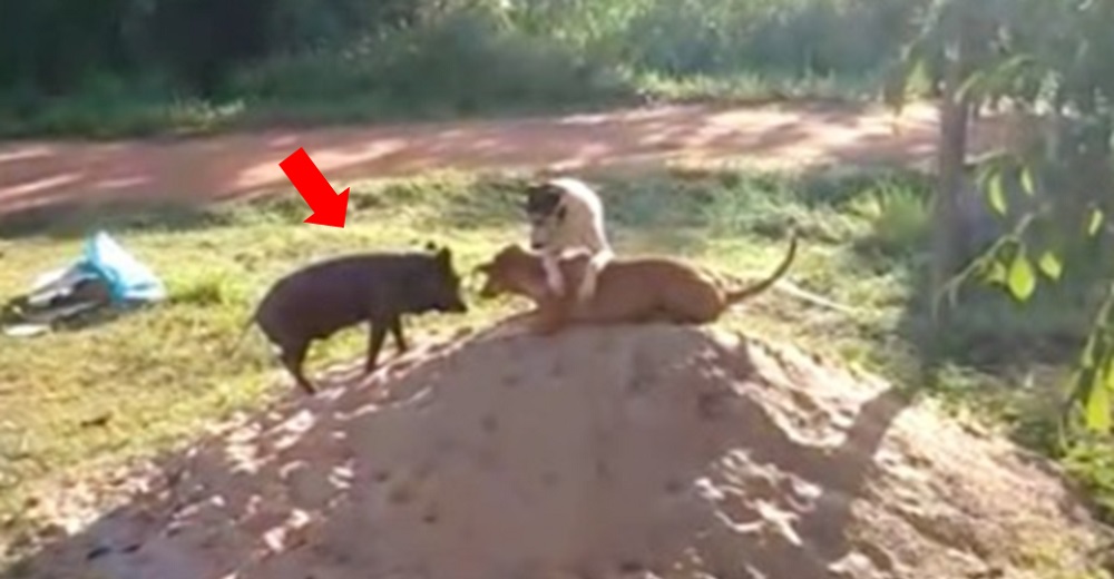 Insólito cerdito que crece convencido de que es un perro es la sensación de su barrio Insólito cerdito que crece convencido de que es un perro es la sensación de su barrio
