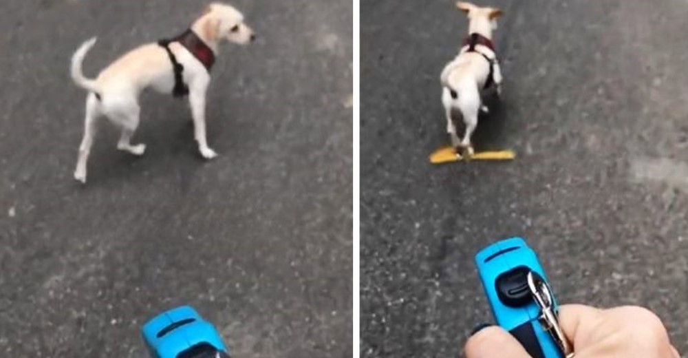 Hace creer a su perro que seguía con correa después de que se rompiera y lo lleva así 8 km Hace creer a su perro que seguía con correa después de que se rompiera y lo lleva así 8 km
