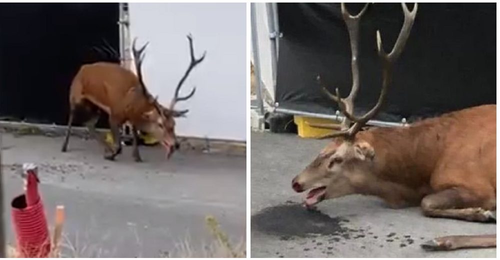 Ciervo colapsa exhausto tras ser perseguido por cazadores y sus perros, pero vecinos intervienen