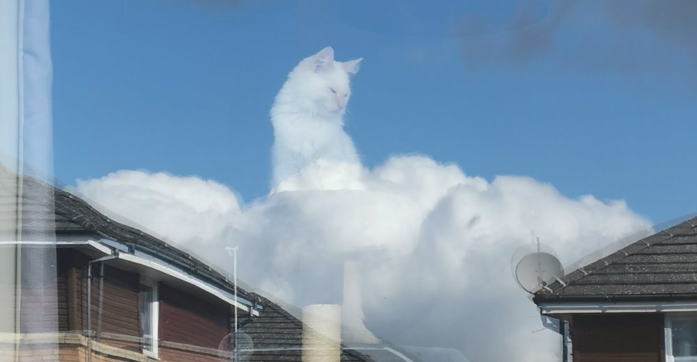 Captura accidentalmente en una fotografía la imagen celestial de su gato blanco y se hace viral
