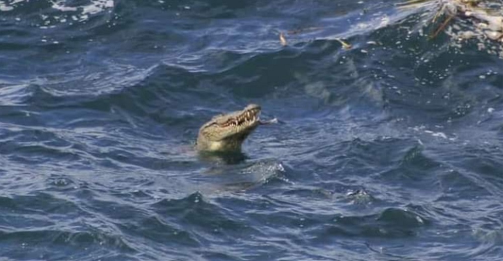 Peligroso cocodrilo en grave estado de desnutrición y deshidratación aparece en una playa