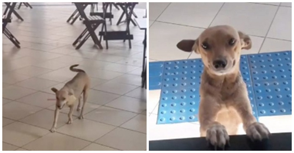 Perrita callejera visita un café todos los días suplicando que llenen su barriguita vacía