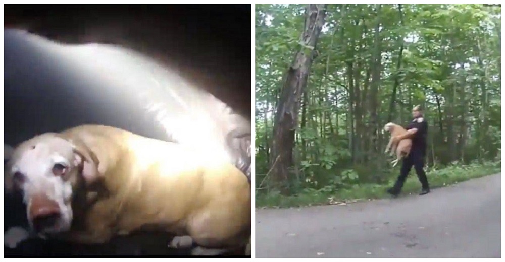 Policía desafía a las llamas sólo para salvar a un perro anciano que no sabía cómo defenderse Policía desafía a las llamas sólo para salvar a un perro anciano que no sabía cómo defenderse