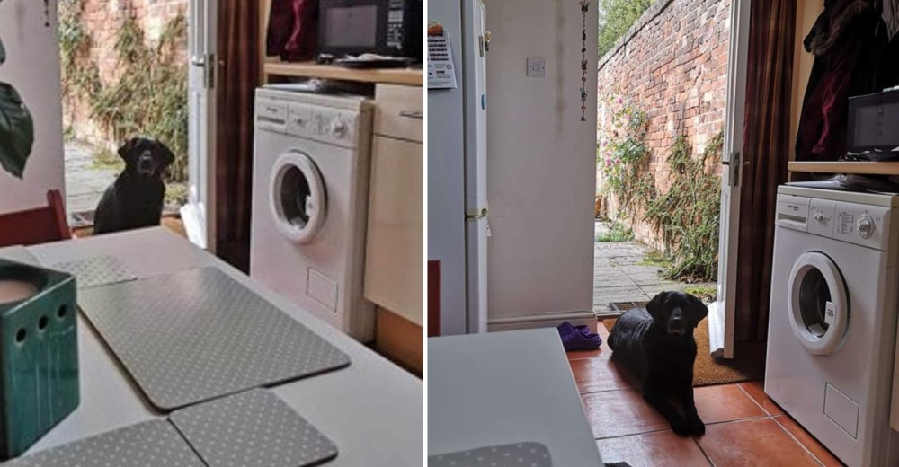 Se despierta todas las mañanas con la perrita de su vecina en su puerta lista para saludarla Se despierta todas las mañanas con la perrita de su vecina en su puerta lista para saludarla