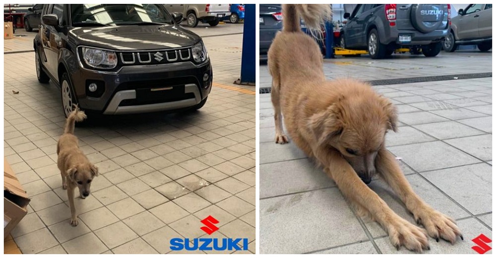 Perrito callejero se cuela en un concesionario de autos suplicando comida y los empleados actúan