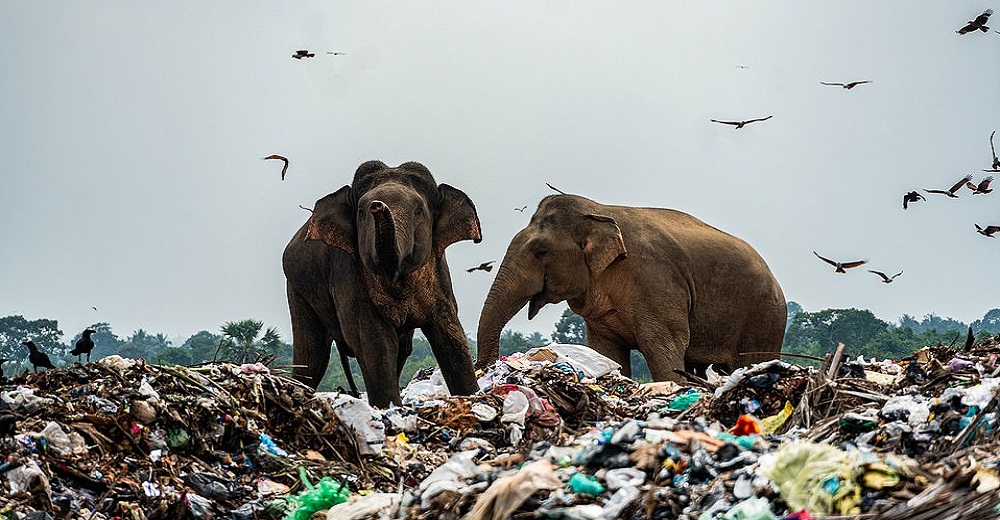 Piden ayuda para salvar a una manada de elefantes que intenta sobrevivir en un vertedero de basura