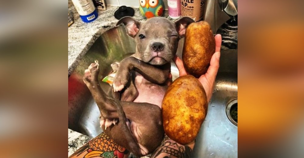 Es tan pequeño como 2 patatas y el veterinario decide extirparle el ojito, pero el amor lo salvó Es tan pequeño como 2 patatas y el veterinario decide extirparle el ojito, pero el amor lo salvó
