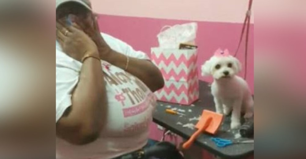 Rompe en llanto después de saber el destino de la perrita que acaba de atender en la peluquería Rompe en llanto después de saber el destino de la perrita que acaba de atender en la peluquería