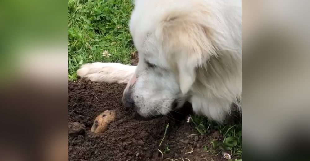 Graban a un pequeño topo a punto de encontrarse con una enorme perrita del otro lado del túnel Graban a un pequeño topo a punto de encontrarse con una enorme perrita del otro lado del túnel