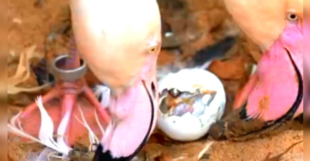 Un abnegado padre no se despega del huevo que incubó durante 30 días hasta ver nacer a su bebé