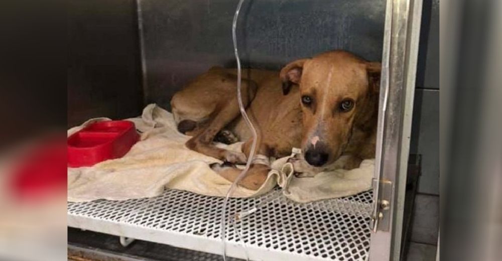 Inocente perro callejero lucha por recuperarse tras ser encontrado con una flecha en su cuello Inocente perro callejero lucha por recuperarse tras ser encontrado con una flecha en su cuello